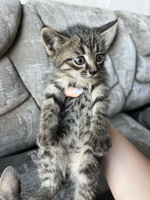 Отдам котят бесплатно