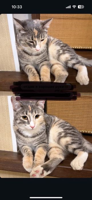 продам Кошку