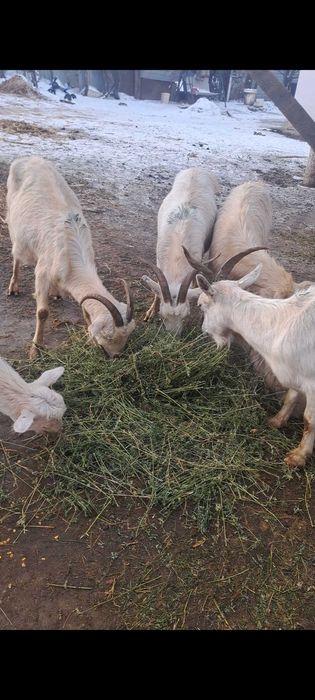 Capre gestante vand sau schimb