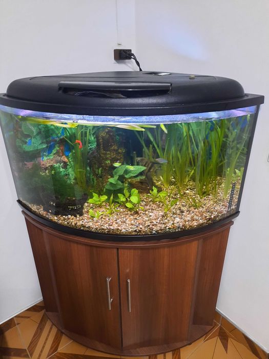 vand acvariu de colt 160 litri complet echipat inclusiv mobilier Floresti - Cluj