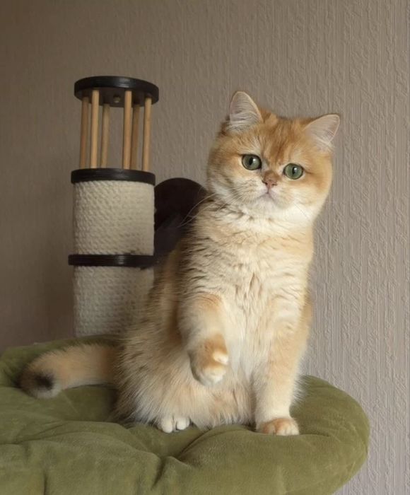 ВЯЗКА. Золотистая шиншилла, кот для вязки