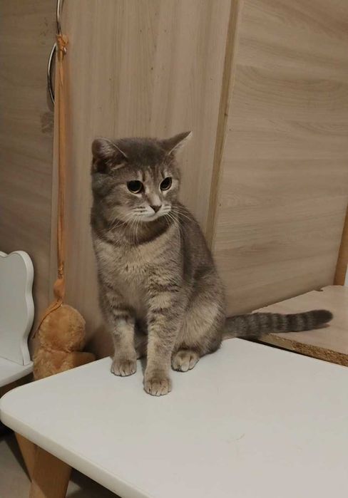 Милая кошечка ищет дом