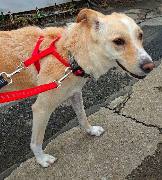 Adoptie caine superb pt curte mare