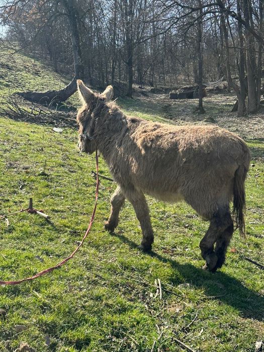 Vând măgar castrat