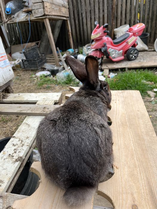 Vand mascul urias german