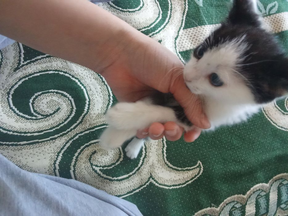 Обычный котёнок мальчик 2 месяц