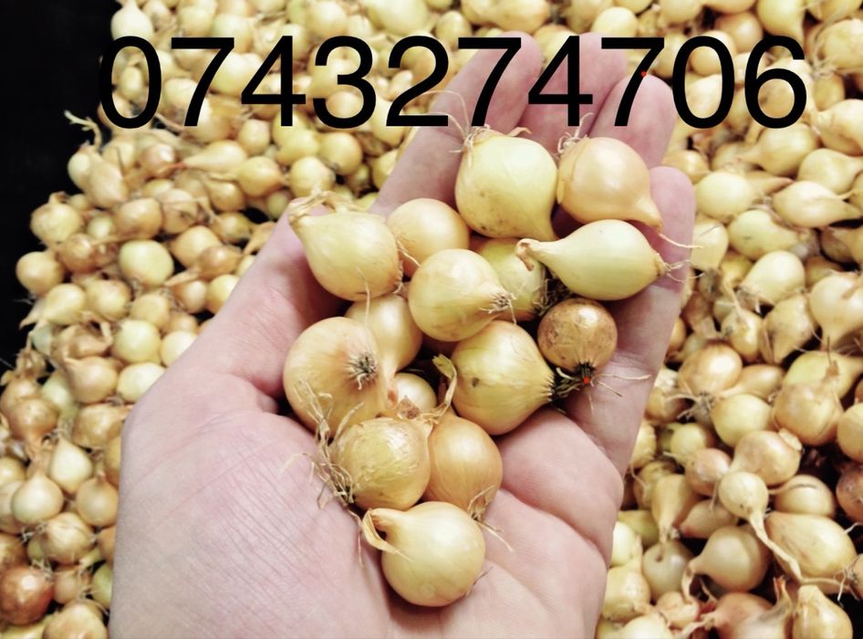 Vand arpagic Olanda, Stuttgarter, Rosu, 14/17