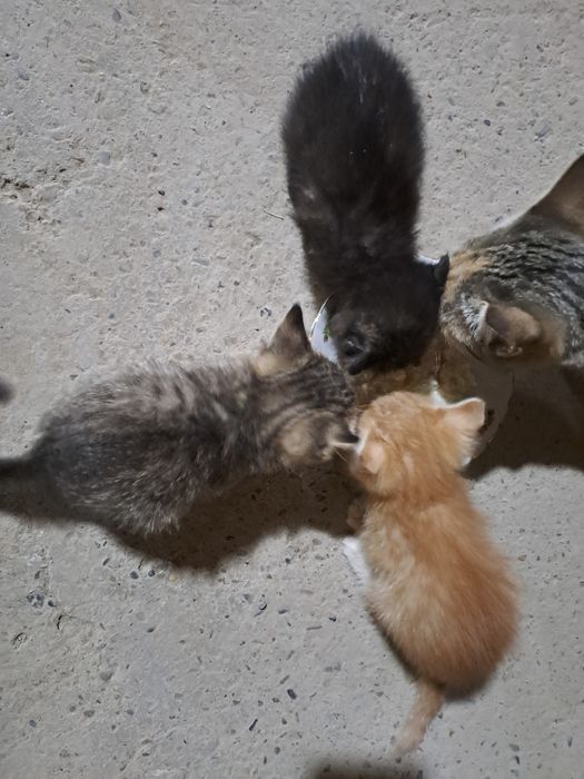 Отдам в хорошие руки котят