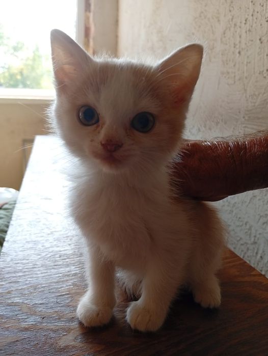 Отдам маленьких котят