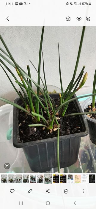 Комнатные цветочки