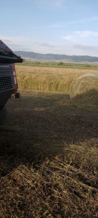 Baloti fan si lucerna