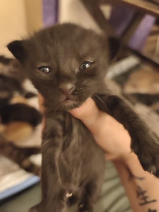 Подарявам сладки котенца