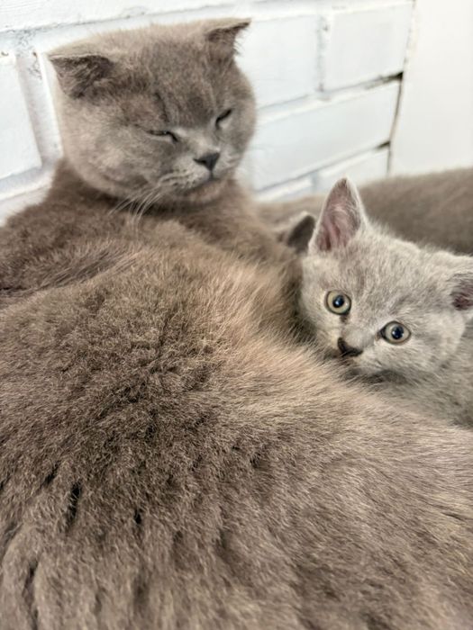 продается кошка,породистая