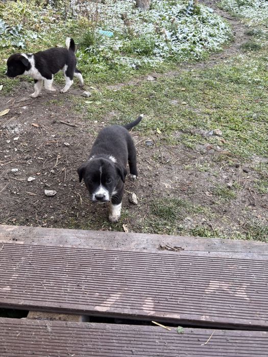 Подарявам кученца