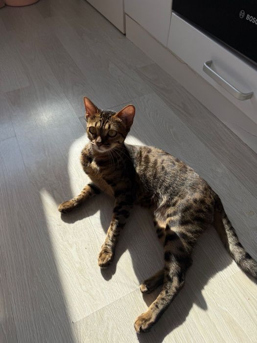 Родословная бенгальская кошка