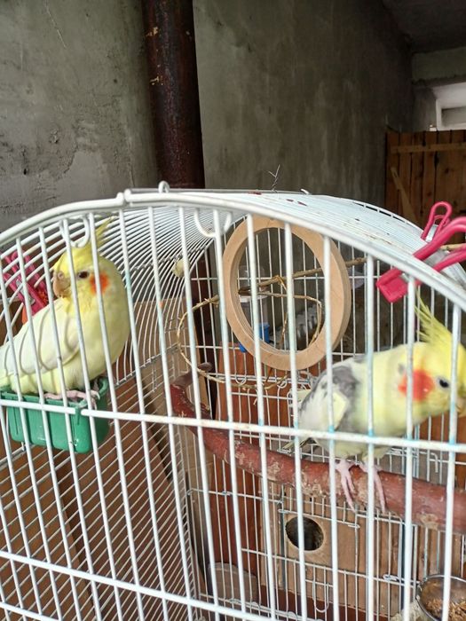 Продам пару карелл с клеткой.