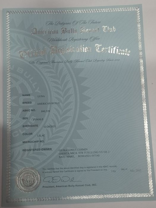 Vând Femelă American Bully Pokett de 3 Ani cu Pedigree !!