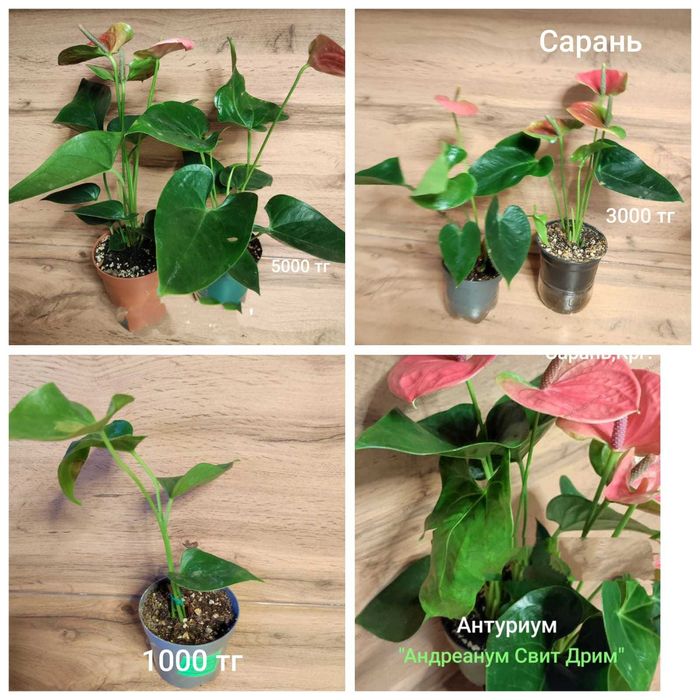 Антуриум разный..