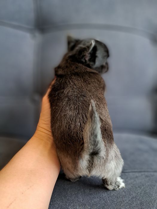 Продам мини Чихуахуа