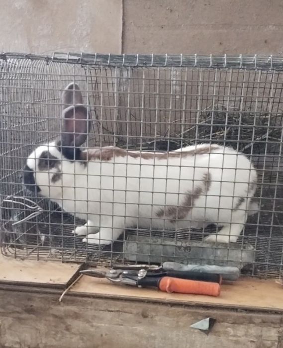 Продаются крольчата