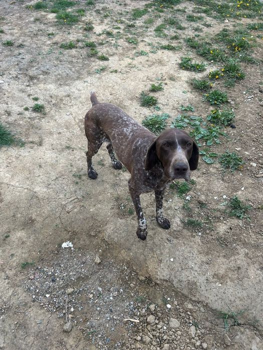 Cateau brac german cu pedigree