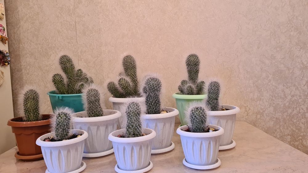 Цветы для офиса и дома