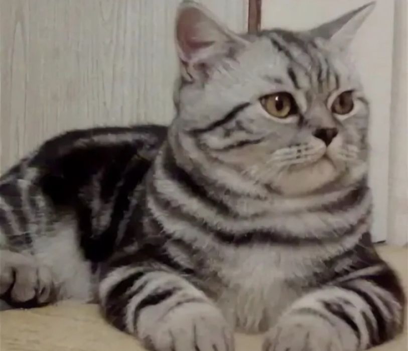 Продается шотландский кот