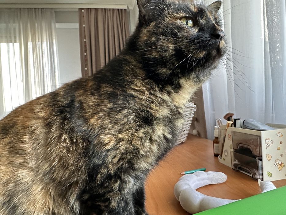 Одам в хорошие руки