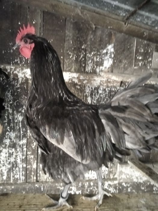 Vind cocoș australop