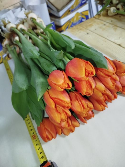 Цветы тюльпаны в розницу на 8 марта