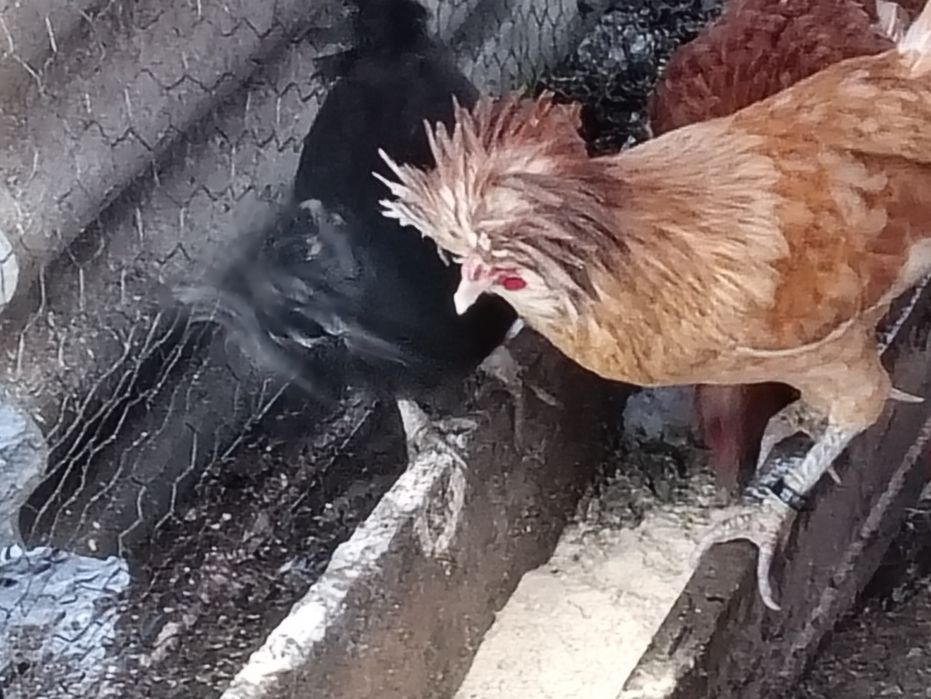 Vînd o pereche de puicuțe olandeze