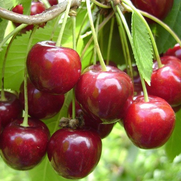 Puieti pomi fructiferi