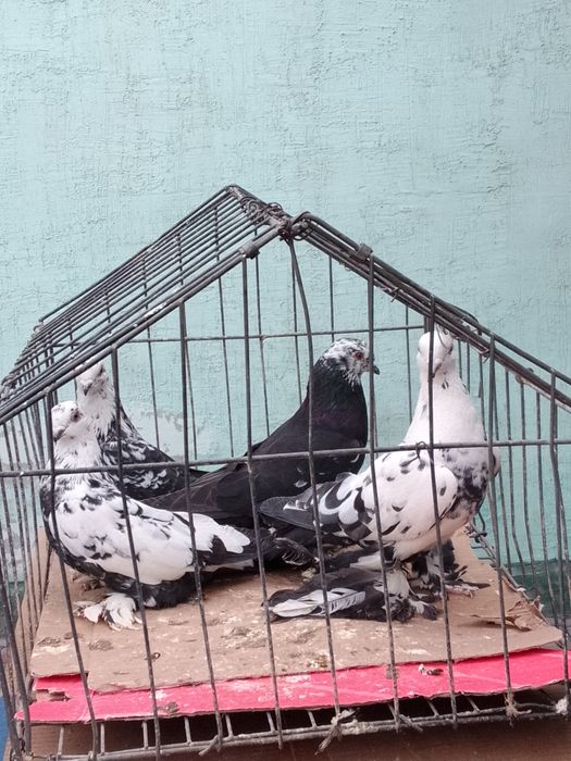 Голуби Сочи тараз