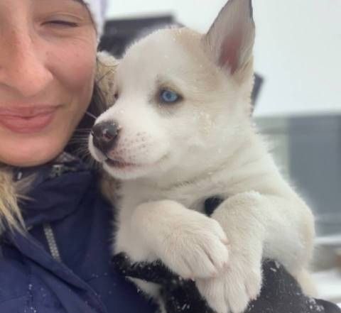 Продаются щенята хаски