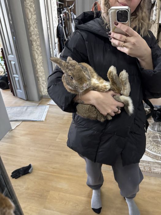 Продам красивого милого кролика