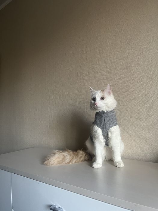 Котик ищет любящий дом