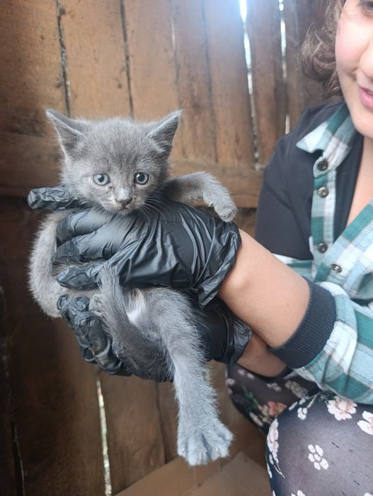 Замечательные котята в самые добрые руки
