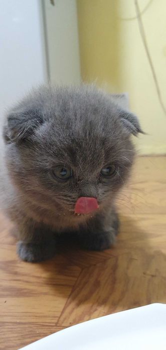 Продам британских котят