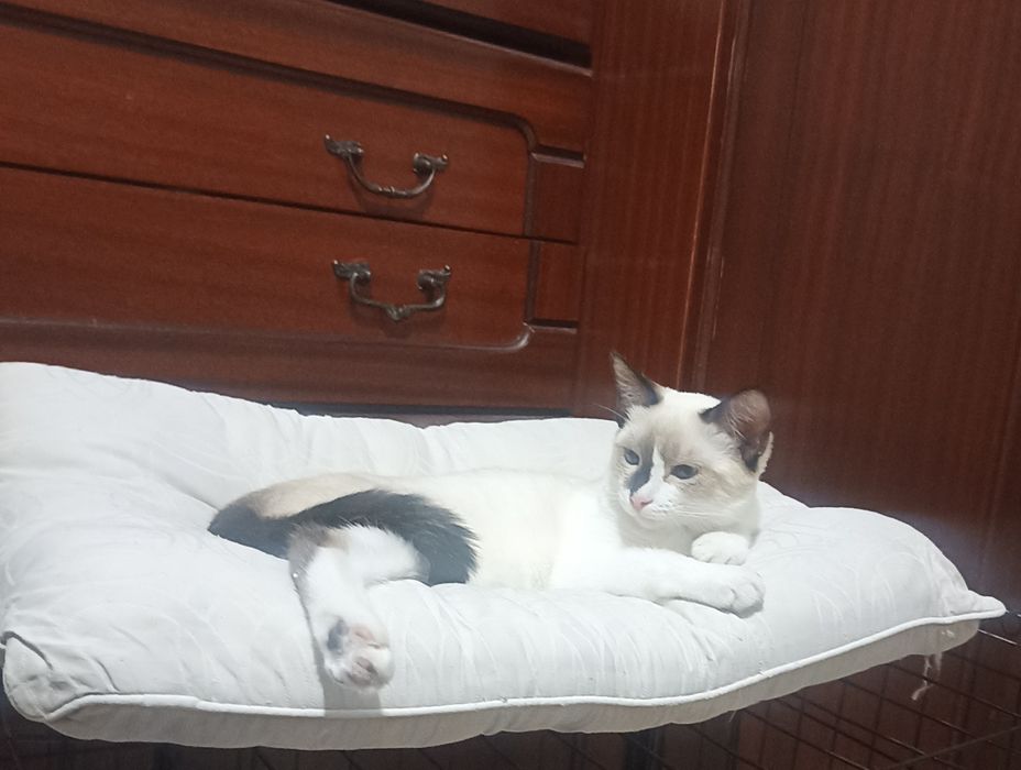 Кошечка,4мес.в добрые руки