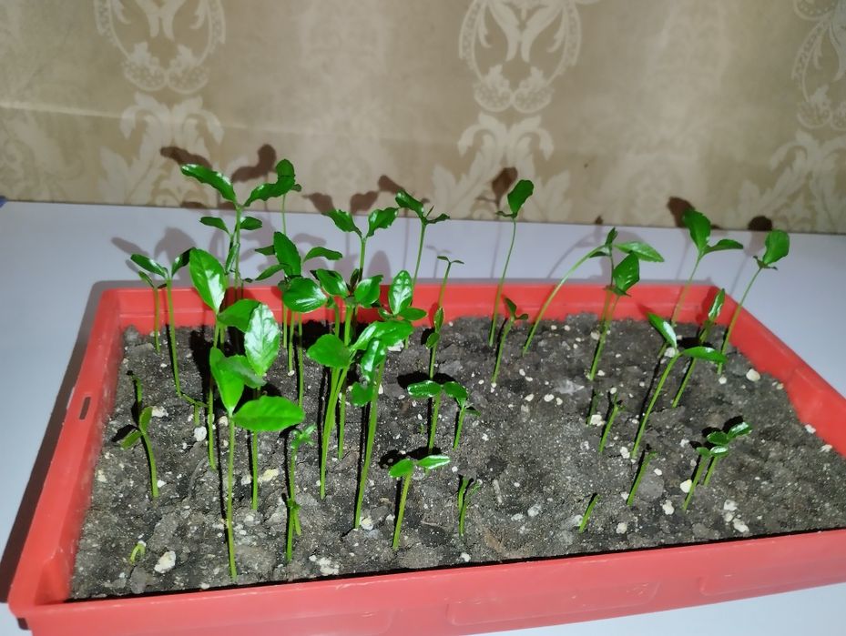 Мандарин из косточки