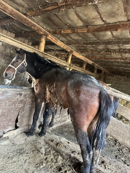 Құнандар сатылады семіз