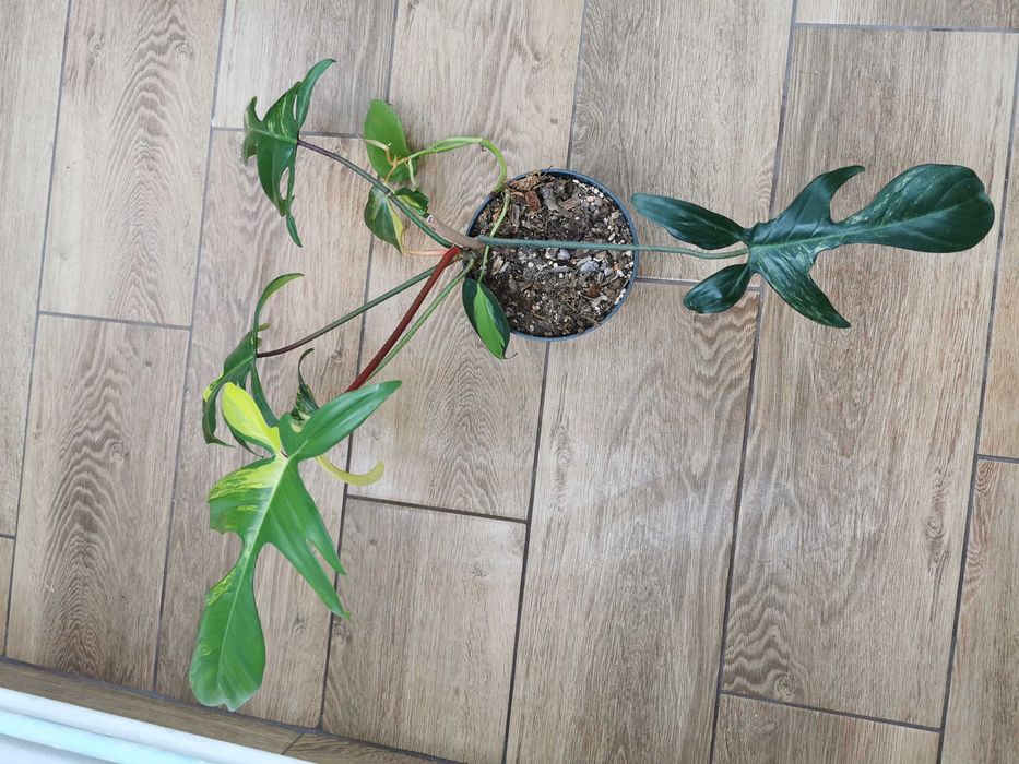 Philodendron Florida Beauty