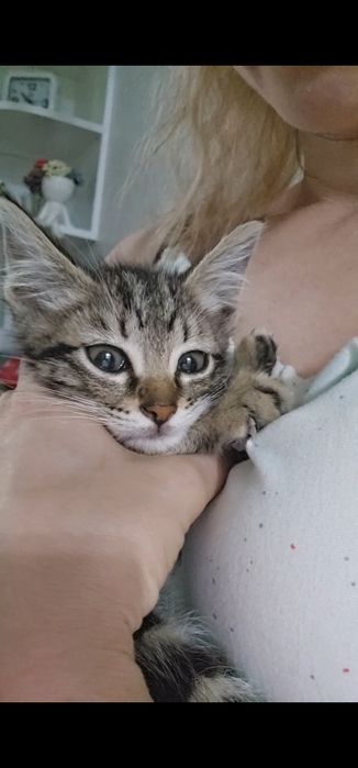 Котёнок, окрас тигренка срочно бесплатно
