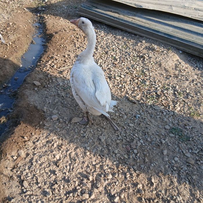 Продаются гуси гоз сотилади