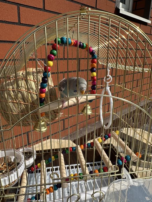 Продаю волнистого попугая