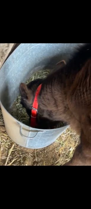 Бұзау сатылады ұрғашы