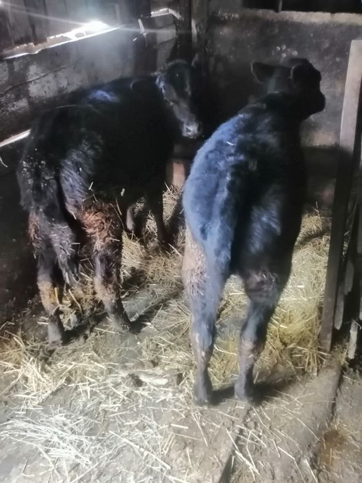 Vând vițele de rase diferite