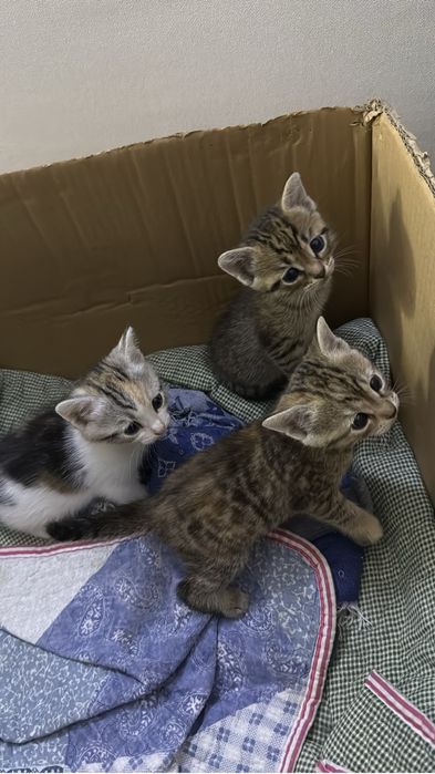 отдам котят бесплатно