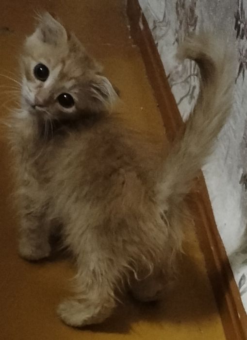 Отдам в  добрые руки