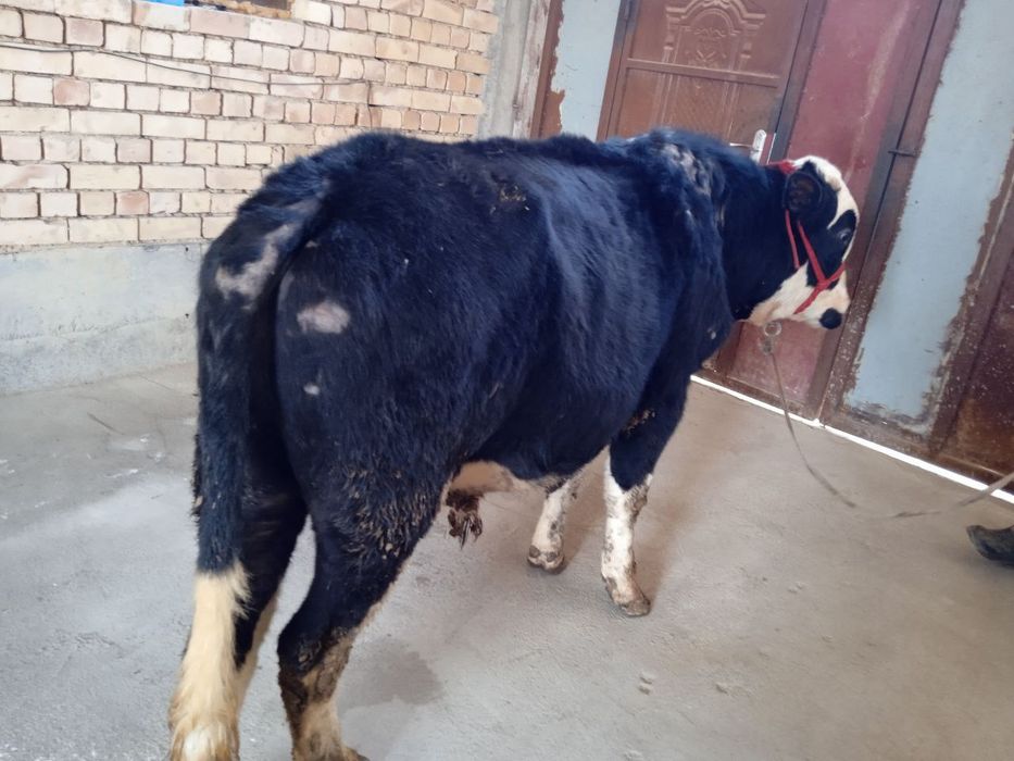 Buqa sotiladi sogʻlom.